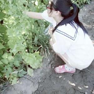 奶蓟草护肝解毒片 农村叫”尿床草“, 却是”肝毒“的克星, 能解肝毒, 预防肝炎