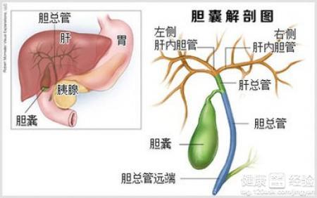 胆囊炎的症状及治疗 胆囊炎的症状及治疗 胆囊炎怎么治