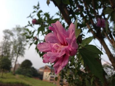 什么是木本花卉 木本花卉 什么是木本花卉？