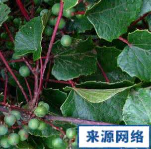 瓜蒌皮的功效与作用 瓜蒌皮 瓜萎皮(葫芦科藤本之皮)_瓜萎皮的功效与作用