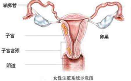 女性功血 功血对女性的危害大吗 什么是功血?女性功血怎么办?