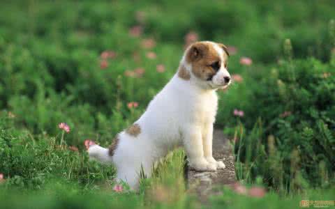 狗狗不听话怎么训练 训练狗狗听话 怎么训练狗狗才会听话?