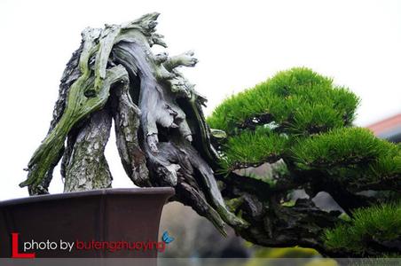 济州航空青岛办事处 济州一处令中国六万官员流连忘返的盆景苑