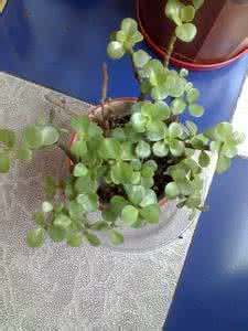 30种植物怎么养?每种3句话告诉你