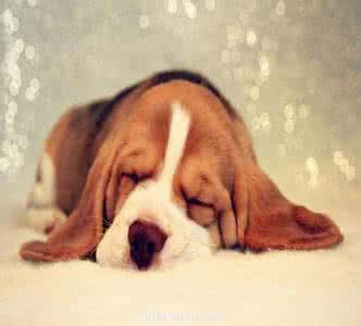 狗狗被主人打后的心理 狗狗不爱理会主人的原因是什么