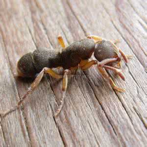 蚂蚁怕什么 巨型蚂蚁 蚂蚁怕什么