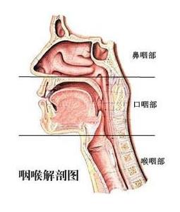 咽喉炎和咽喉癌的区别 咽喉