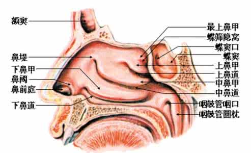 治疗鼻炎的特效药 各种鼻炎的图谱 ，治鼻炎特效偏方