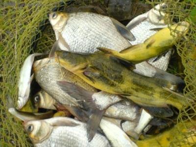 钓鳊鱼技巧 钓鳊鱼的3种常用技巧