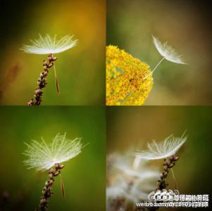 插画心语 插画心语：因为无能为力，所以顺其自然