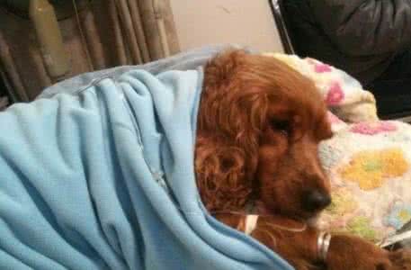 得了风湿病怎么办 狗狗得了风湿病该怎么处理