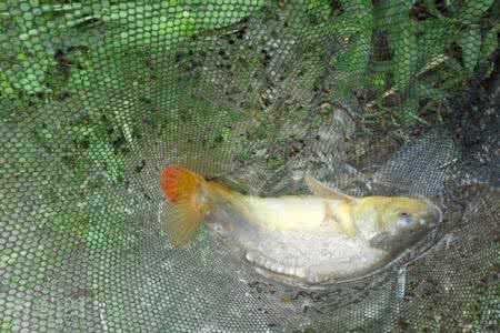 钓草鱼饵料配方 总结几种钓草鱼的植物性饵料