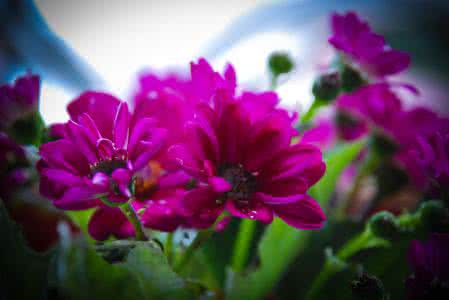 一花独放不是春 全诗 一花独放不是春，百花齐放春满园