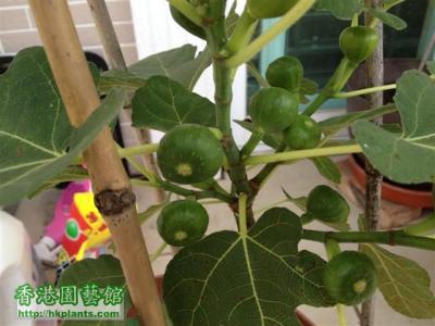 无花果枝条扦插 那么贵的无花果,一段枝条就盆栽出来,好养结果多,再不花钱买