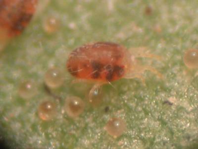 药用植物 药用植物害虫朱砂叶螨