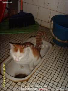 梦见自己拉屎 梦见拉屎 梦见自己拉屎_梦见拉屎