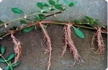 匍匐茎的植物有哪些 匍匐茎