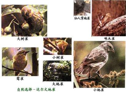 达尔文自然选择学说 自然选择──达尔文地雀  莺雀(Certhidea olivacea)