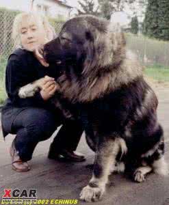 高加索犬vs藏獒 高加索犬vs藏獒 高加索犬与藏獒区别