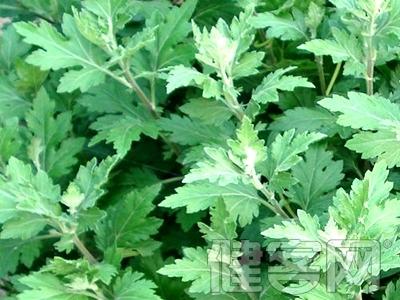 艾叶能治疗皮肤病吗 艾叶１０方治疗皮肤病