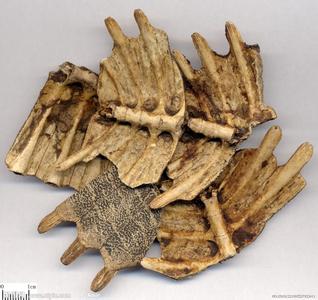 中药鳖甲的功效与作用 中药鳖甲的介绍