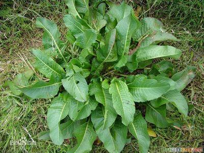 野菜深层洁肤霜的坏处 爱吃春季野菜小心有坏处