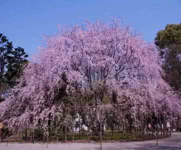 三月份适合去哪里旅游 三月份最适合去哪里旅游?