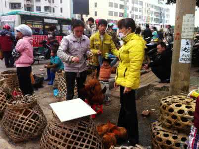 阳光城丽兹公馆 口水 目睹了公馆酒席制作全过程让你口水狂流,田野放养土阉鸡16元难下手44P