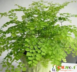 室内吸毒植物 室内吸毒植物大集合组图