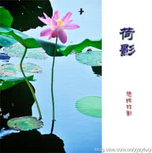 唯美静物图片 《超唯美图文》荷语捡月,静引秋魂归