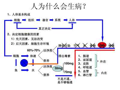 人体六大排毒通道 六大排毒通道课件