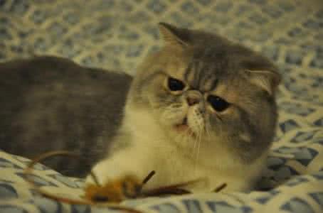 我家过去年代的一只猫 我家过去年代的一只猫  转载