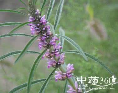益母草的功效与作用 益母草花 益母草花的功效与作用