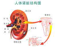 肾疲劳 “肾疲劳”与人类的疾病 图