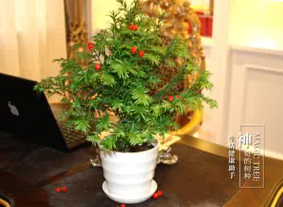 客厅花卉植物 客厅里植物花卉要这么摆,准的吓人!
