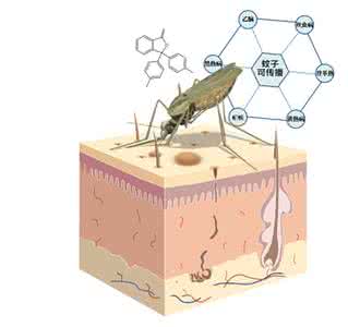 蚊子会传播乙肝病毒吗 蚊子会传播哪些疾病