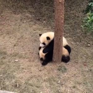 熊猫tv 熊猫秀