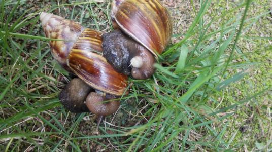 盖罩大蜗牛 盖罩大蜗牛(Helix pomatia)交配  