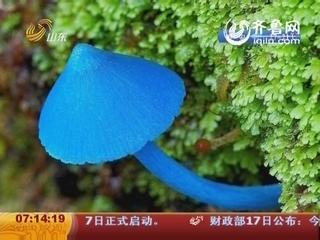 毒蘑菇识别 巧识毒蘑菇