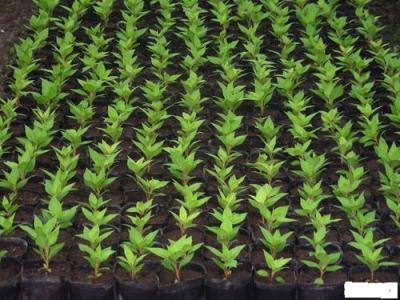 蔬菜种子播种方法 花、蔬菜播种方法