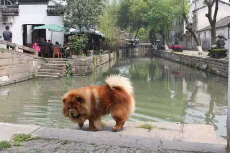 防狗咬神器 旅行神器，大家出门散心再不用累成狗