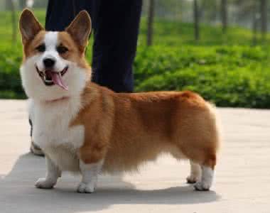 柯基犬多少钱一只 柯基犬的价格