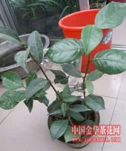 茶花的繁殖方法 茶花的繁殖方法 茶花的主要繁殖方法