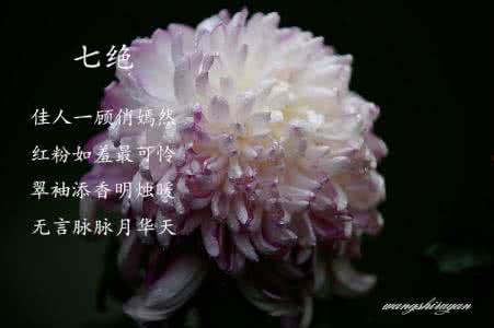 菊花台 原创     菊花台