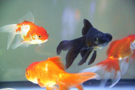 养一条黑金鱼代表什么 写给女儿看的博文——一条黑金鱼和八条红金鱼