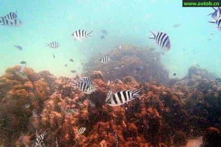 走向繁荣的战略选择 为什么有的地区被殖民之后走向了繁荣，而有的地区则依旧贫穷？