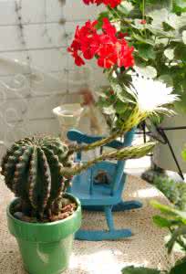 仙人球会不会开花 仙人球开花 【仙人球开花】仙人球会不会开花