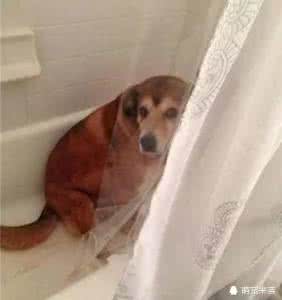 可怜的富家小姑娘 东北娘们训狗儿子 汪星人好可怜的样子