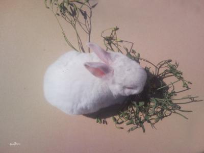 田螺吃什么 如何喂养 琉球兔吃什么如何喂养