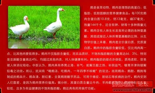 鹅肉的营养价值与做法 鹅的营养价值